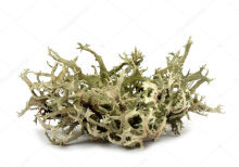Les lichens, - la Composition du Titan Gel