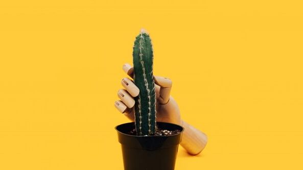 Épaisseur du pénis en utilisant l'exemple d'un cactus. 