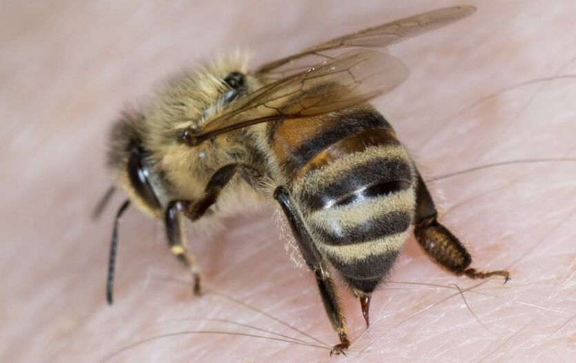 piqûre d'abeille pour agrandir le pénis